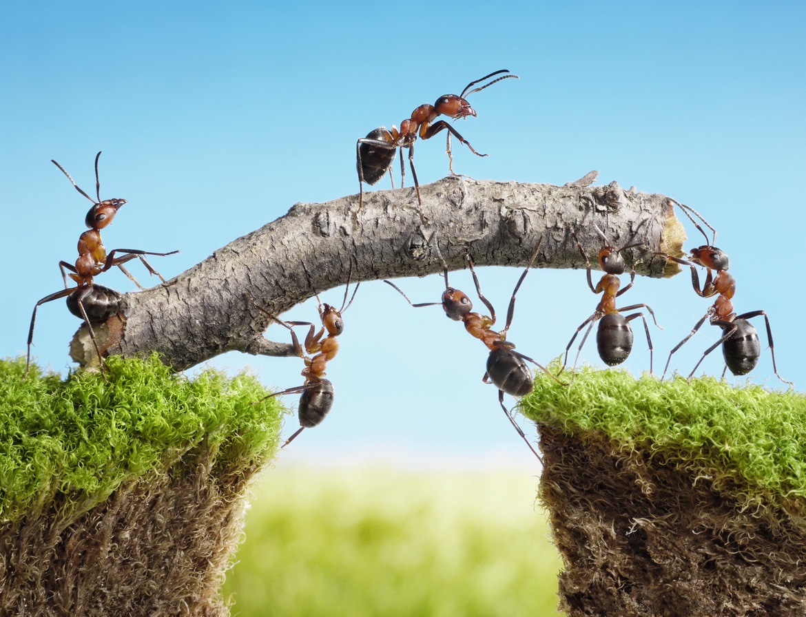 Ants walking over a bridge